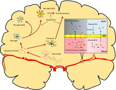 The Putative Role of Astaxanthin in Neuroinflammation Modulation: Mechanisms and Therapeutic Potential